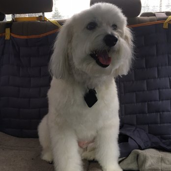 NW Muddy Puppy - Sydney - Pet Groomers Near Me - Kelso, Washington