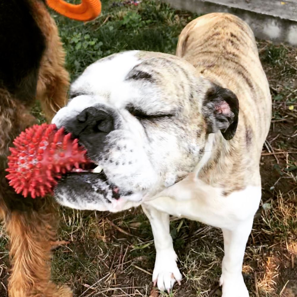 DENVER DOG WALKERS Updated June 2024 19 Photos Denver, Colorado