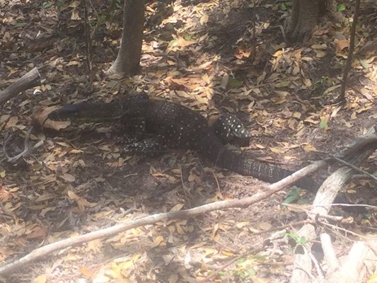Noosa National Park by null