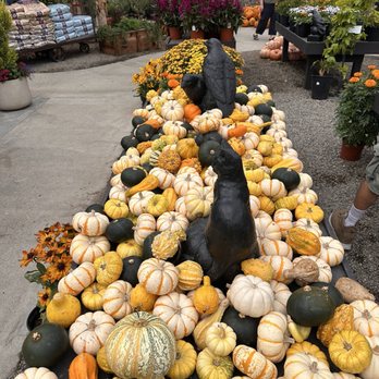 Roger's Gardens - Plenty of fresh pumpkins - Nurseries & Gardening Near Me - Corona Del Mar, California Roger's Gardens - Plenty of fresh pumpkins - Nurseries & Gardening Near Me - Corona Del Mar, California