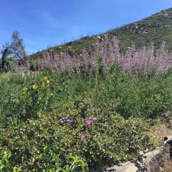 Stonewall Peak Trail - Lilacs in full bloom! - Parks Near Me - Descanso, California Stonewall Peak Trail - Lilacs in full bloom! - Parks Near Me - Descanso, California