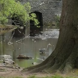 This is a great blue heron. It's pretty tall and cool to see it stride across the water slow motion.