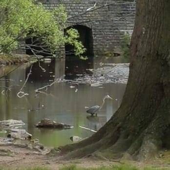 Clove Lakes Park - This is a great blue heron. It's pretty tall and cool to see it stride across the water slow motion. - Parks Near Me - Staten Island, New York