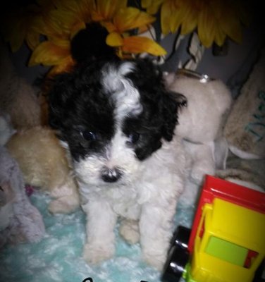 dragonfly toy puppies