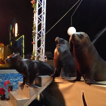 Santa's Enchanted Forest - Sea lion show - Amusement Parks Near Me - Miami, Florida