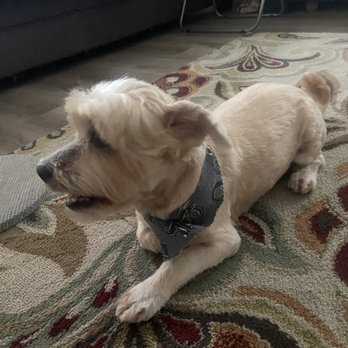 Pampered With Love - My dog after grooming - Pet Groomers Near Me - fontana, California