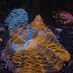 Liquid Kingdom