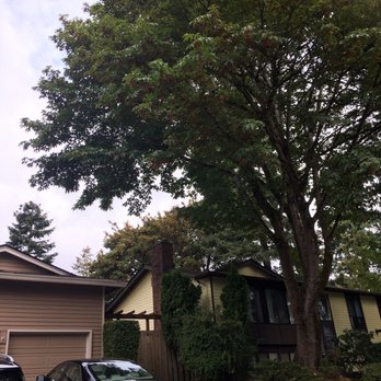 JD Tree Service - Tree Services Near Me JD Tree Service - Tree Services Near Me