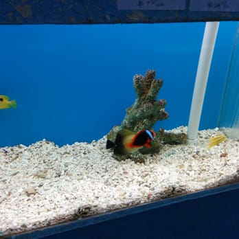 Foothill Aquatic & Pets - More saltwater fish. - Pet Stores Near Me - La Verne, California