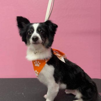 Lush Spaw - Groomed by Elena - Pet Groomers Near Me - San Jose, California Lush Spaw - Groomed by Elena - Pet Groomers Near Me - San Jose, California