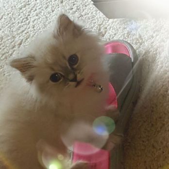 Virginia Kittens - Pet Breeders Near Me