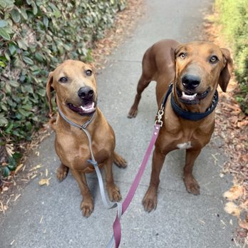 Sky's the Limit Pet Service - Dog Walkers Near Me Sky's the Limit Pet Service - Dog Walkers Near Me