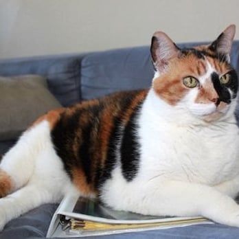 On The Go Pet Care - Pet Sitting Near Me On The Go Pet Care - Pet Sitting Near Me