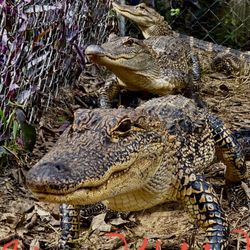 Wild Bill's Airboat Rides Tour