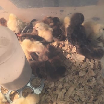 Agrarian - Babies! - Livestock Feed & Supply Near Me - Indianapolis, Indiana