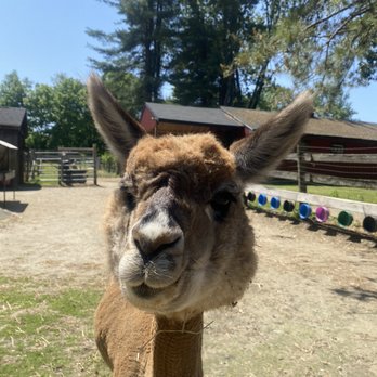 Harvard Alpaca Ranch - Attraction Farms Near Me - Harvard, Massachusetts