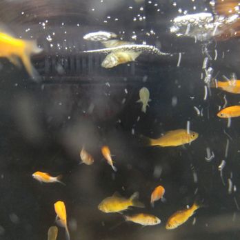 Walmart Garden Center - Dead pet fish for sale - Nurseries & Gardening Near Me - Olathe, Kansas