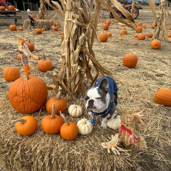 Jacobs Farms - a dog in a pumpkin patch - Pumpkin Patches Near Me - San Jose, California Jacobs Farms - a dog in a pumpkin patch - Pumpkin Patches Near Me - San Jose, California
