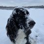 Photo of Your Dog's Inn