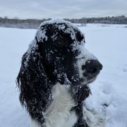 Your Dog's Inn