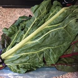 Coke Farm - Organic Rainbow Chard