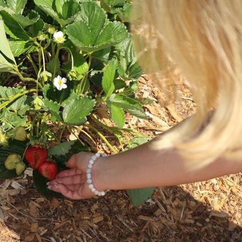 123 Farm - Strawberries were amazing! - Farmers Market Near Me - Cherry Valley, California 123 Farm - Strawberries were amazing! - Farmers Market Near Me - Cherry Valley, California