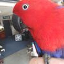Complete Pet - Luna the Parrot