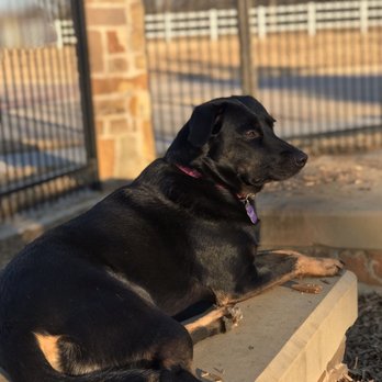 K9 Corral at Craig Ranch - Dog Parks Near Me - McKinney, Texas K9 Corral at Craig Ranch - Dog Parks Near Me - McKinney, Texas
