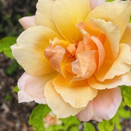Roses of every color