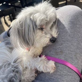 Three Kings Public House - Dog friendly - American Near Me - Saint Louis, Missouri