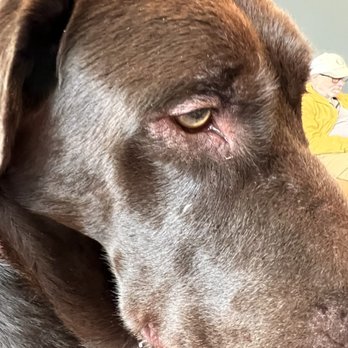 Tanasbourne Veterinary Emergency - Our boy Moose with a bad allergic reaction. - Veterinarians Near Me - Beaverton, Oregon