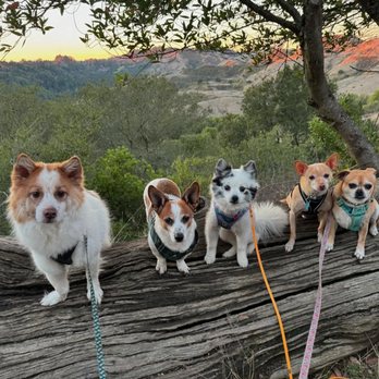 Piedmont Pet - the gang at Sibley - Reiki Near Me Piedmont Pet - the gang at Sibley - Reiki Near Me