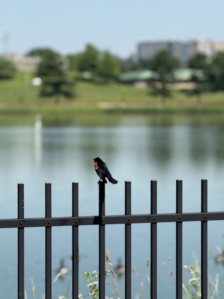 Social spots from Lake Montebello