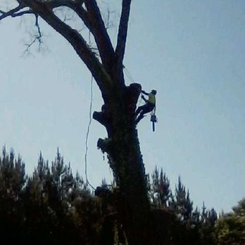 Mizell Tree Experts - Climbing - Tree Services Near Me - Gloster, Mississippi