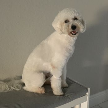 Veronica Knows Pet Grooming - Thank you Veronica and team for always making us look good and loving us in the process. - Pet Groomers Near Me - Stuart, Florida Veronica Knows Pet Grooming - Thank you Veronica and team for always making us look good and loving us in the process. - Pet Groomers Near Me - Stuart, Florida