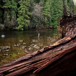Cleanline Sport Fishing Charters Tofino - Fly fishing for steelhead in Tofino, B.C.
