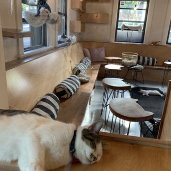 NEKO: A Cat Cafe - Themed Cafes Near Me - Seattle, Washington