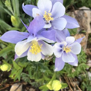 Mount Sherman - A cluster of light purple and white flowers with yellow stamens is shown among green foliage in a garden setting. - Hiking Near Me - Fairplay, Colorado