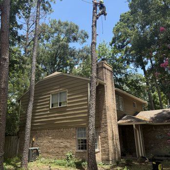 Perfectly Trimmed Palms - Swung away from the home and lowered on the road - Tree Services Near Me - Conroe,, Texas