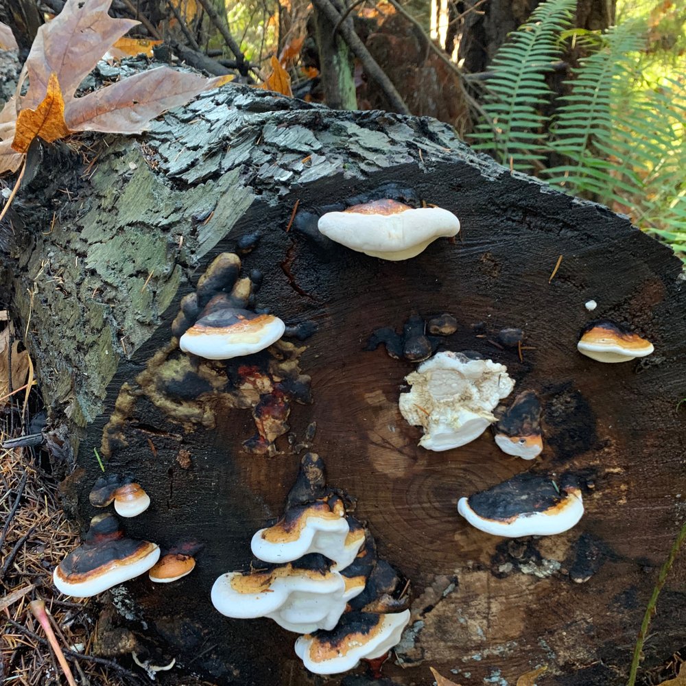 Forest Park - A fungi decorated log. - Parks Near Me - Everett, Washington Forest Park - A fungi decorated log. - Parks Near Me - Everett, Washington
