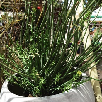 Flowerland - great architectural plant at Flowerland - Nurseries & Gardening Near Me - Albany, California