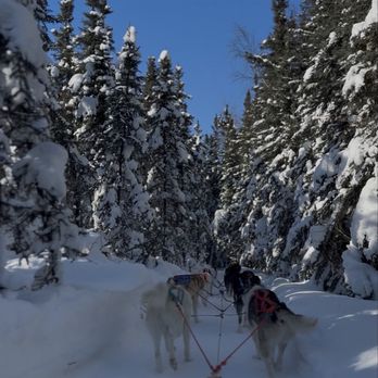 Alaska's Trail King Adventures - Tours Near Me - Salcha, Alaska Alaska's Trail King Adventures - Tours Near Me - Salcha, Alaska