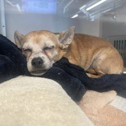 This is Daisy our 13 year old Chihuahua, recovering from pneumonia in the one of the oxygen chambers at VEG This is Daisy our 13 year old Chihuahua, recovering from pneumonia in the one of the oxygen chambers at VEG