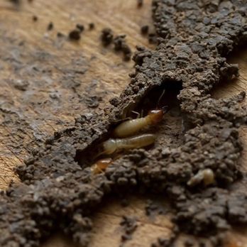 Barton's Pest Service - It's subterranean termite season! - Pest Control Near Me - Bakersfield, California