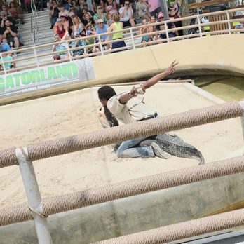 Gatorland - Alligator show - Zoos Near Me - Orlando, Florida Gatorland - Alligator show - Zoos Near Me - Orlando, Florida