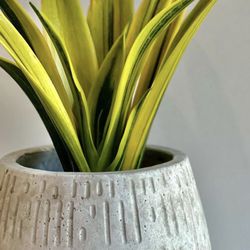 Wicked Plants