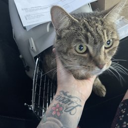 After Nala meows visit feeling much better after being handled with care by Dr. Raymond and staff! Got fluids and vitamins. After Nala meows visit feeling much better after being handled with care by Dr. Raymond and staff! Got fluids and vitamins.