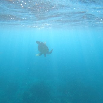 Trident Adventures - Dive Shops Near Me - Honolulu, Hawaii Trident Adventures - Dive Shops Near Me - Honolulu, Hawaii