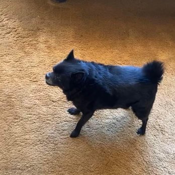 Evolution Veterinary Specialty and Emergency Hospital - Her a couple days after treatment. Back to her little feisty self. - Veterinarians Near Me - Lakewood, Colorado