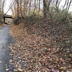Pennypack Trail - Fall